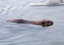 Castor canadensis